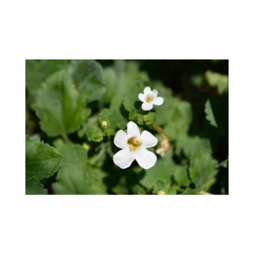 Agency botanics herbal tinctures bacopa sharp mind