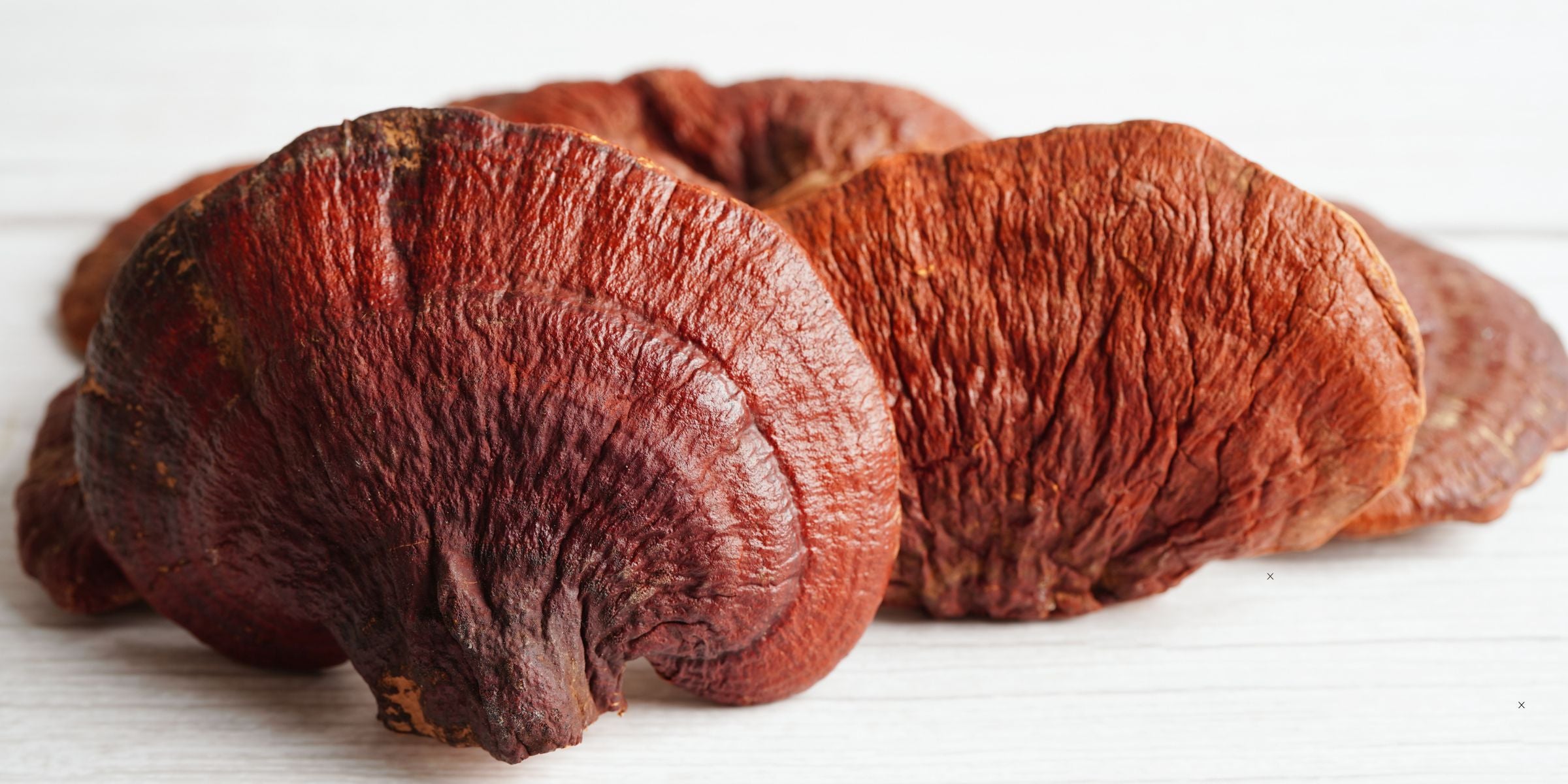 A close up image of reishi mushroom, used in Agency Botanics herbal tinctures for energy and immune support.
