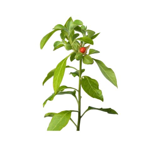 Agency Botanics herbal tincture ashwagandha whole body stress fix