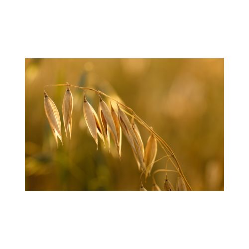 Agency Botanics herbal tincture oat straw whole body stress fix