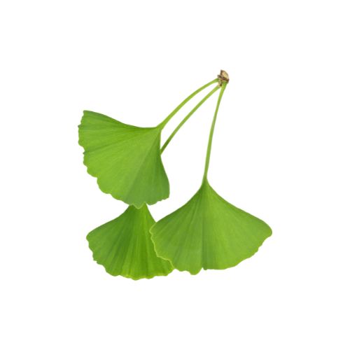 Agency botanics herbal tinctures ginkgo sharp mind