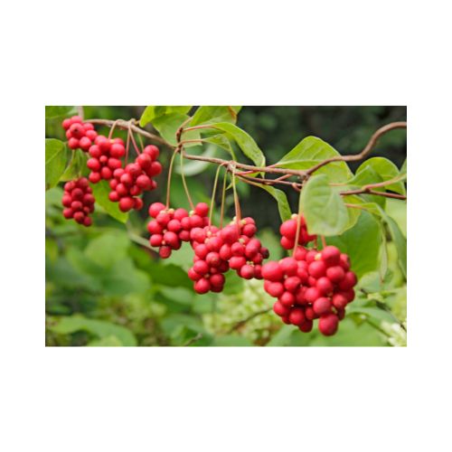 Agency Botanics herbal tincture schisandra whole body stress fix