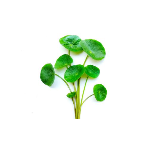 Agency botanics herbal tinctures gotu kola sharp mind