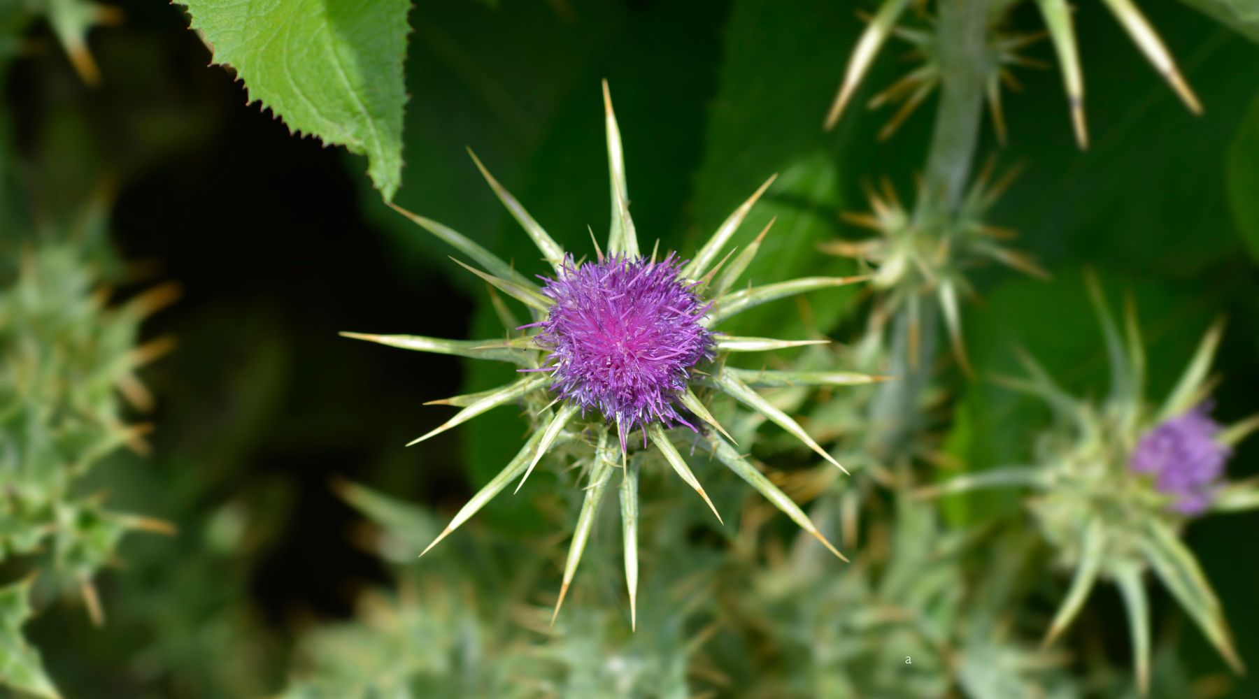 Milk Thistle for radiant skin