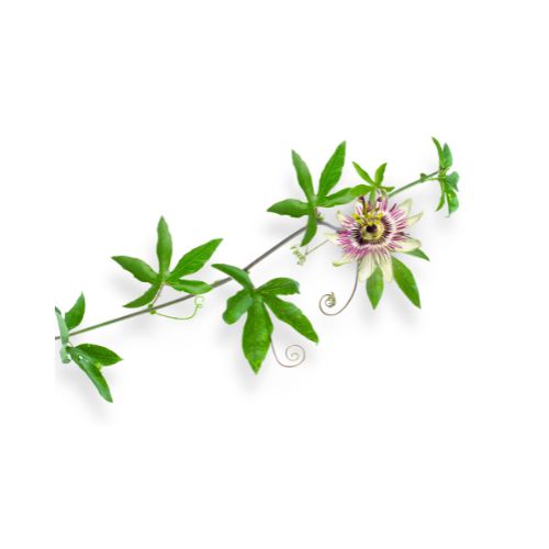 Agency Botanicals herbal tincture passionflower sleep