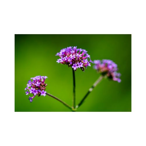 Agency Botanics herbal tincture verbena stress and anxiety