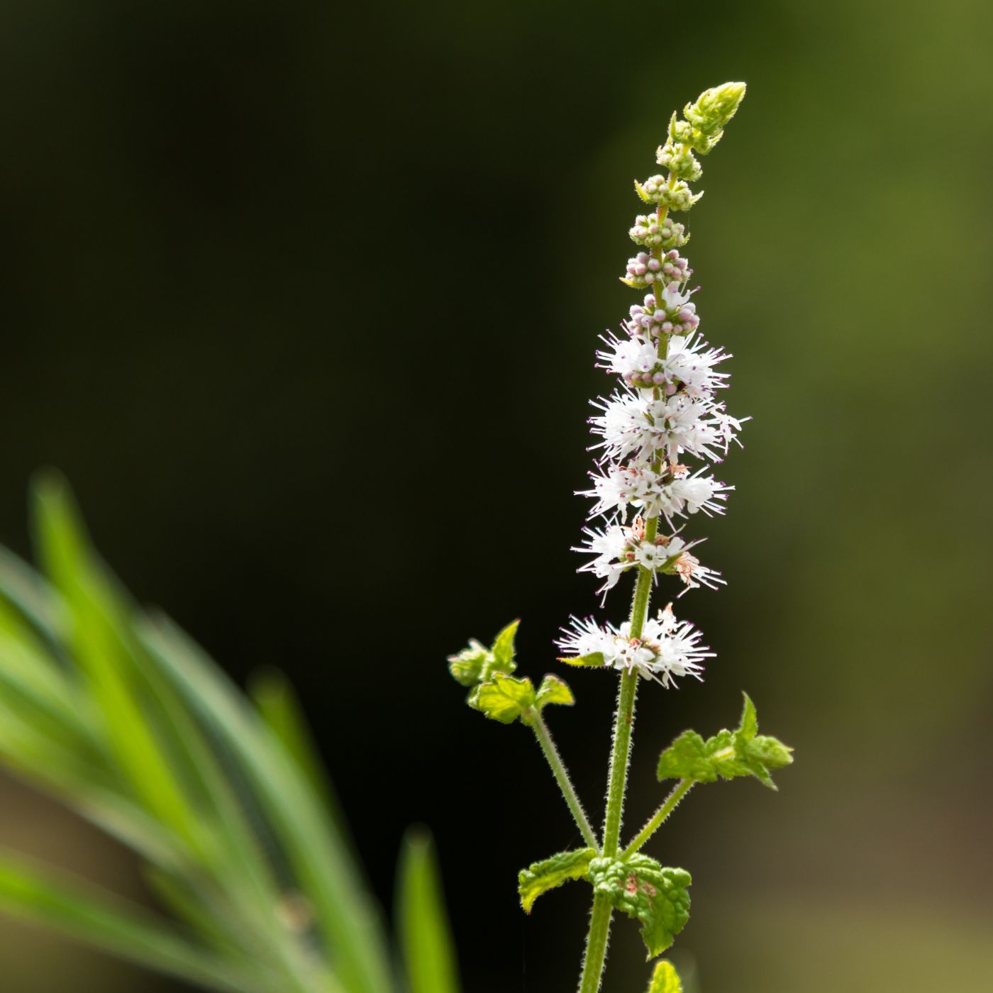 Agency Botanics black cohosh benefits and uses