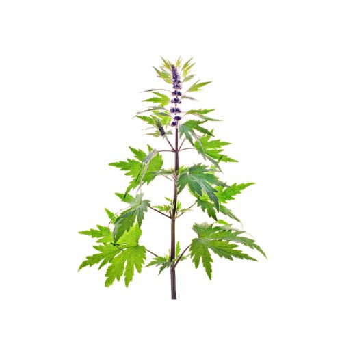 Agency Botanics herbal tincture motherwort stress and anxiety