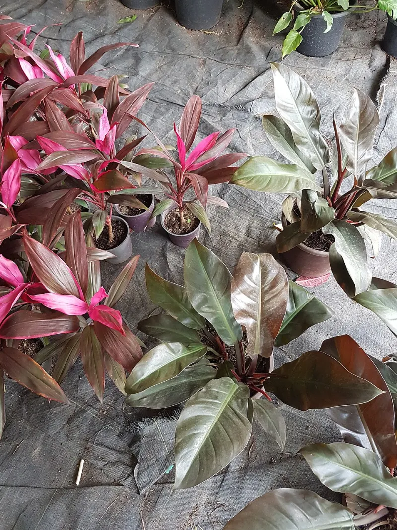 Beyond the Plateau: Breaking Through the Invisible Limits of a Growing Plant Collection