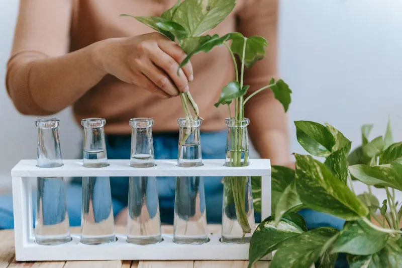 From One Plant, Many: The Art and Science of Growing Your Collection Through Propagation