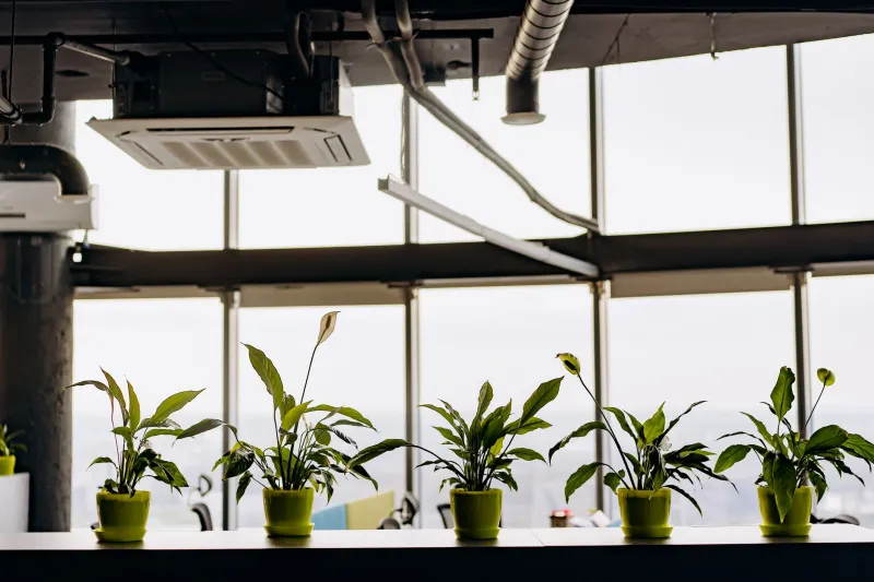 Rooted in Wellness: How Botanical Design Supports Mental Health in the Modern Workplace